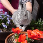 和気あいあいのアイドル　「とら」ちゃん