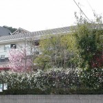 和気あいあいのハーデンベルギア